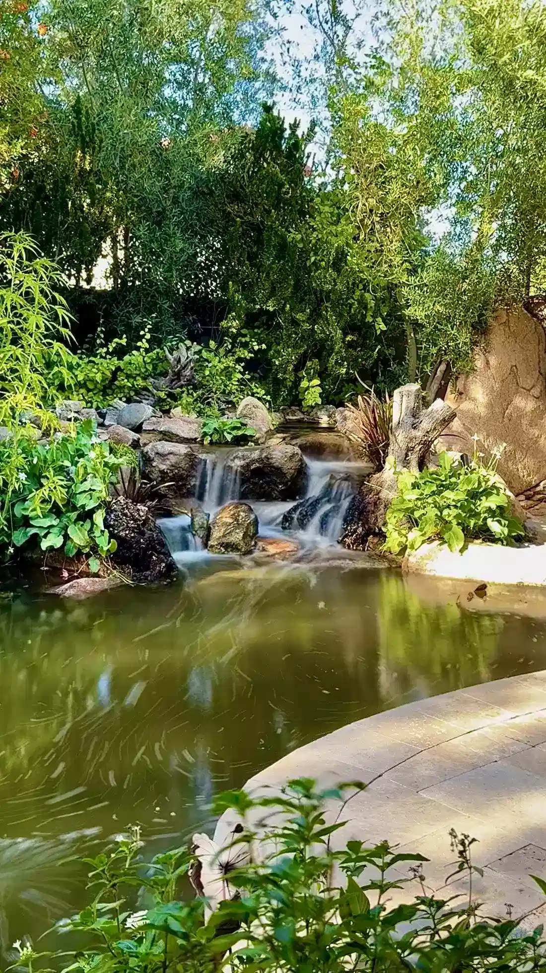 pond waterscape