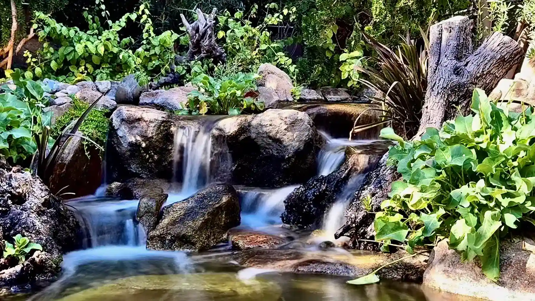 pond waterscape