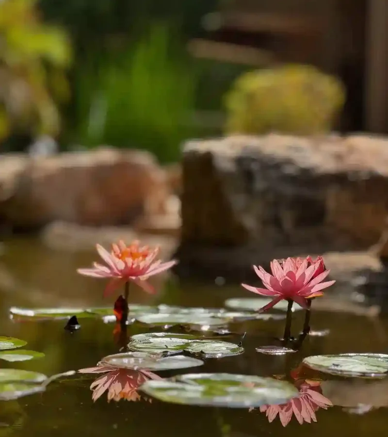 water lilies pond waterscape